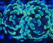 ParaAncora YellowBlue 2