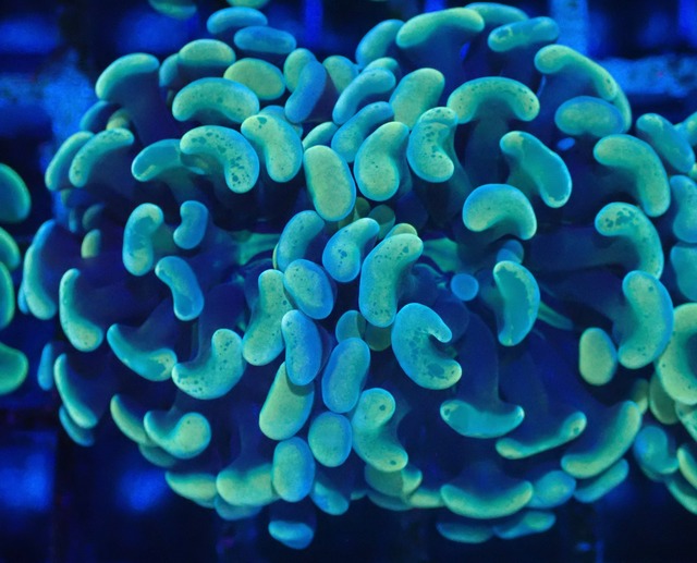 ParaAncora YellowBlue 2