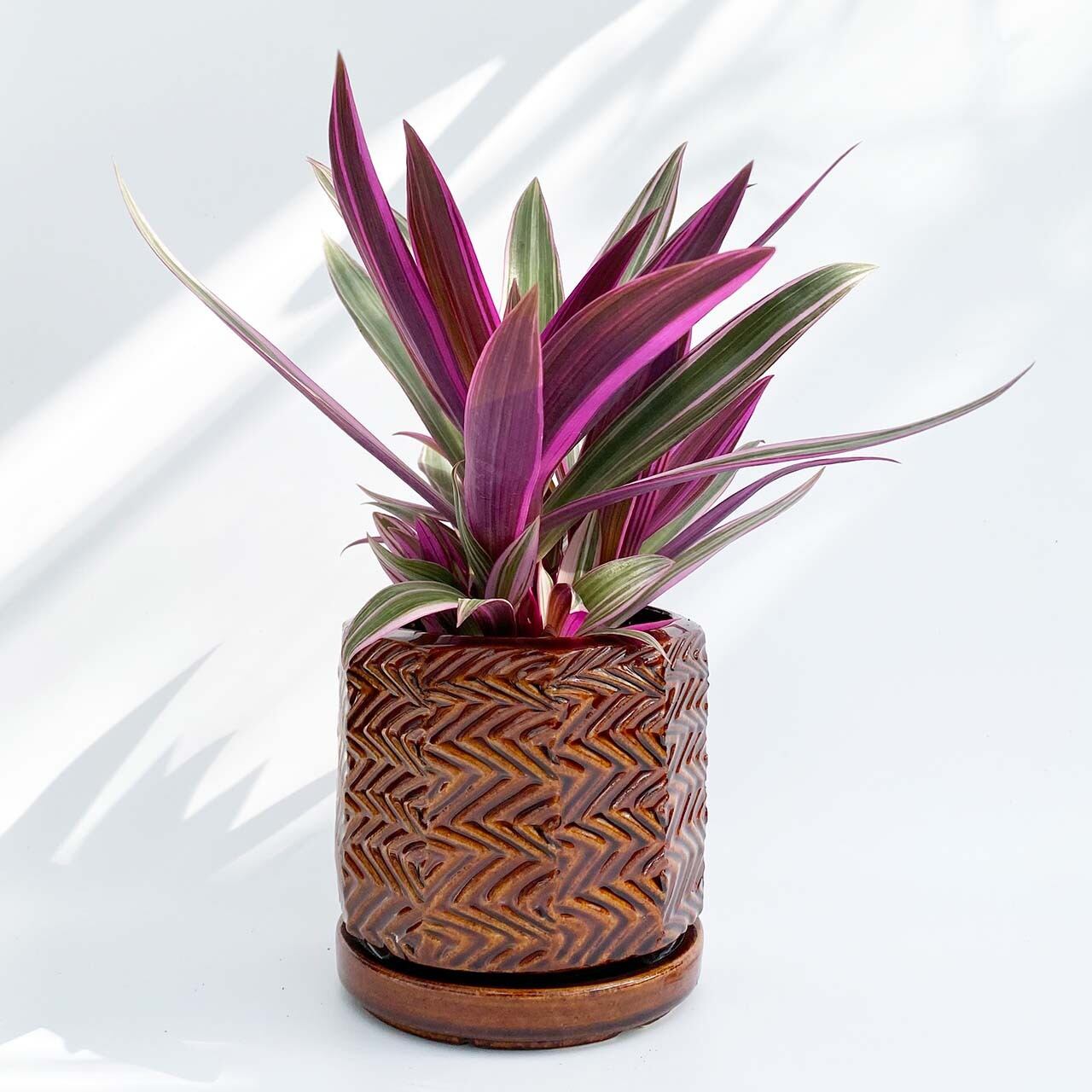 現品販売 ムラサキオモト Thidori Pot 信楽焼 Inakougei イナコウゲイ おしゃれ 観葉植物 鉢 多肉 猫