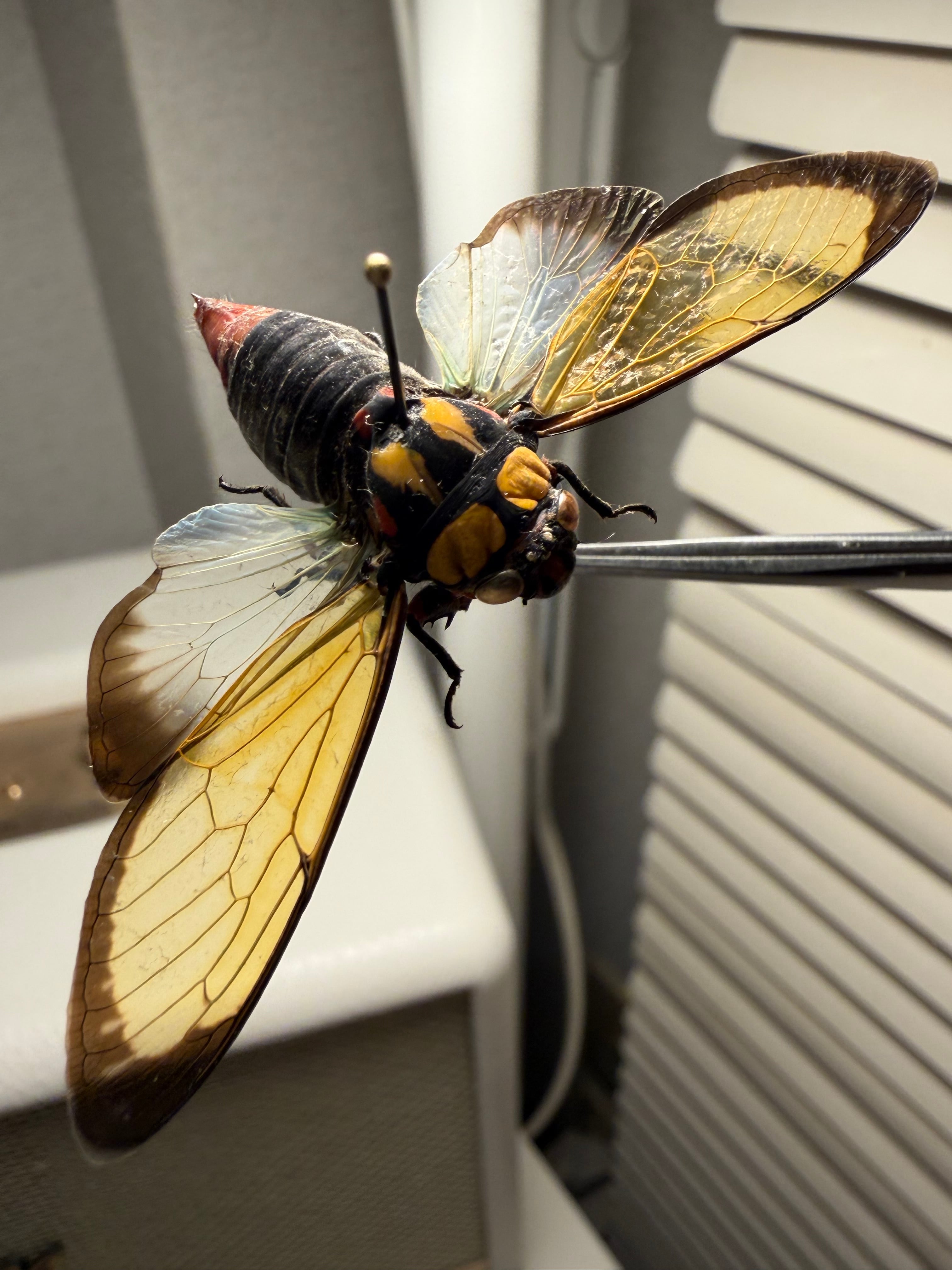 キエリアブラゼミ 蝉セミハエハチベルゼバブホークカゲロウヘビトンボ