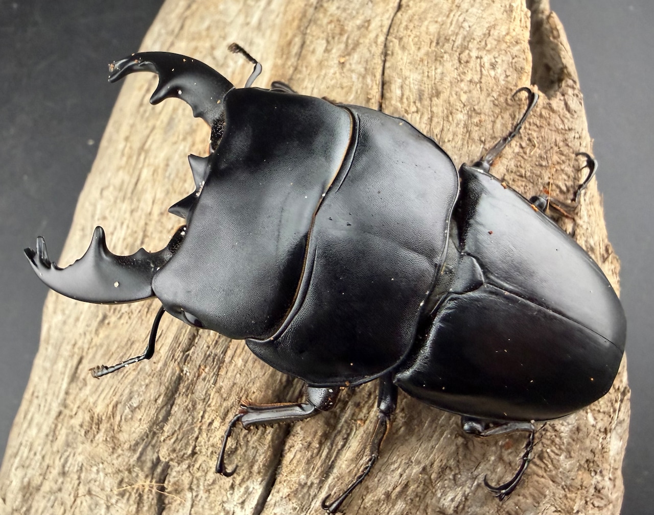 【WD】《アルキデスヒラタ アチェ産 中短歯 83mm ペア》