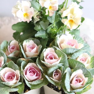 ハボタンセッションスィートベリー　お正月　寄せ植え　縁起のいいもの　可愛いハボタン