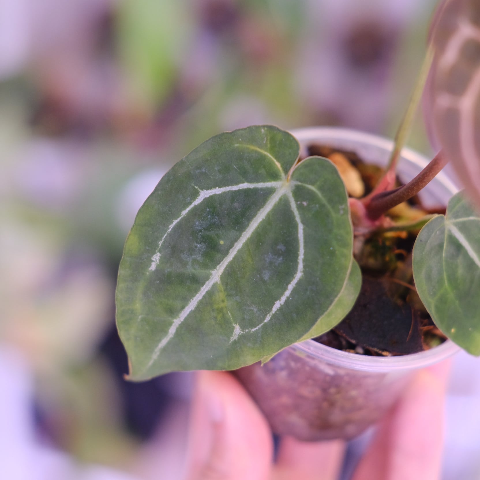 Anthurium chocolate × Anthurium Red crystallinum NSE｜アンスリウム