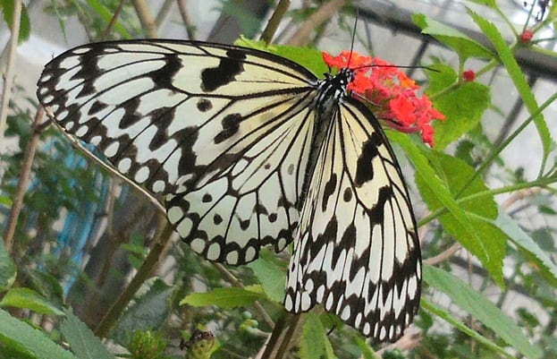 オオゴマダラ ／ ﾅﾁｭﾗﾙ | 家内制手工芸 南南 [paipai]