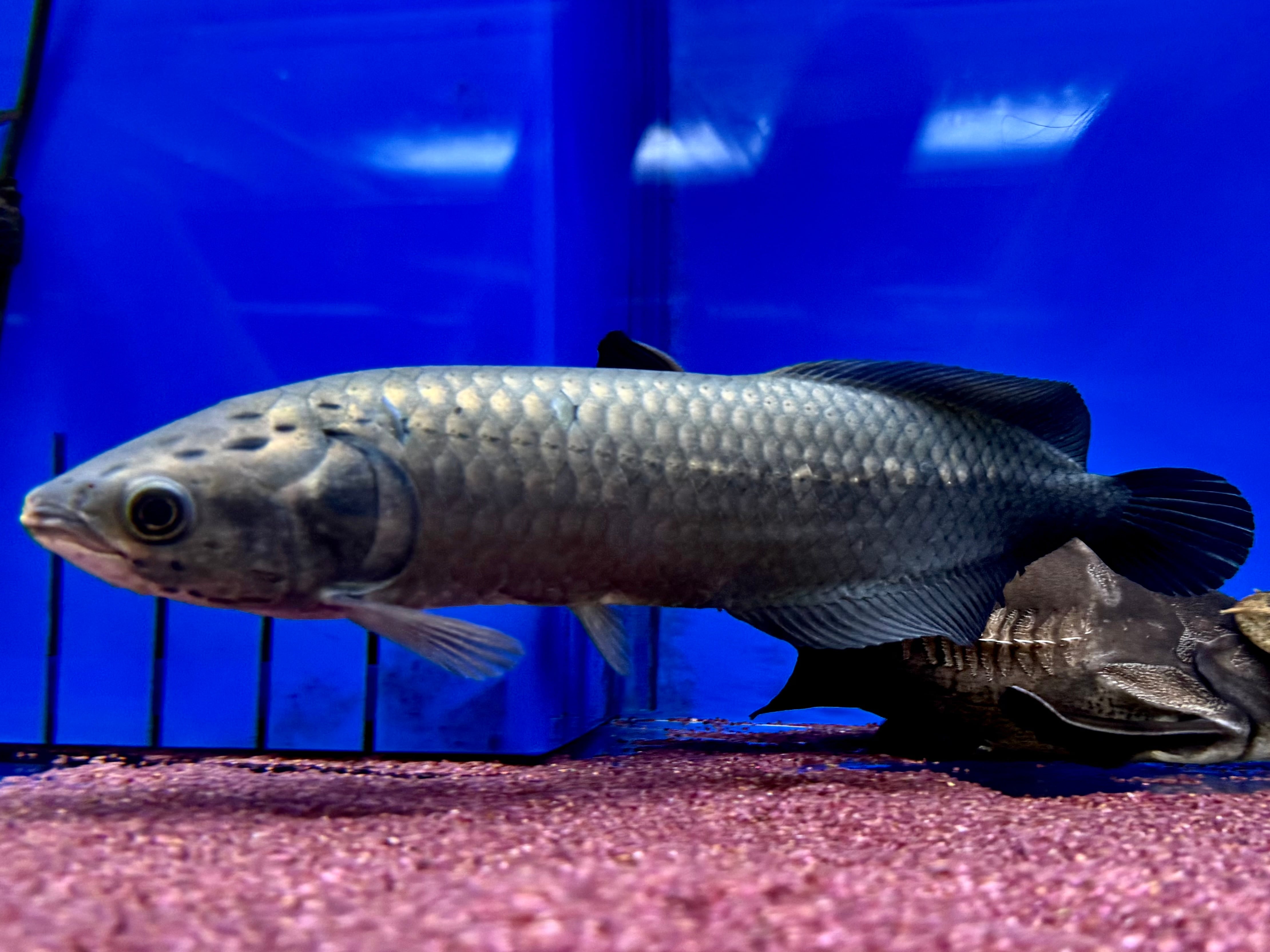 アロワナナイフ（アファー）➁ 37cm ギニア産 | AQUASTYLEG