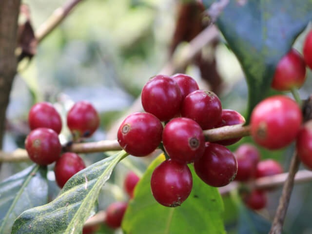 グアテマラ エルインヘルト農園 ブルボン100％ 中深煎り 100g