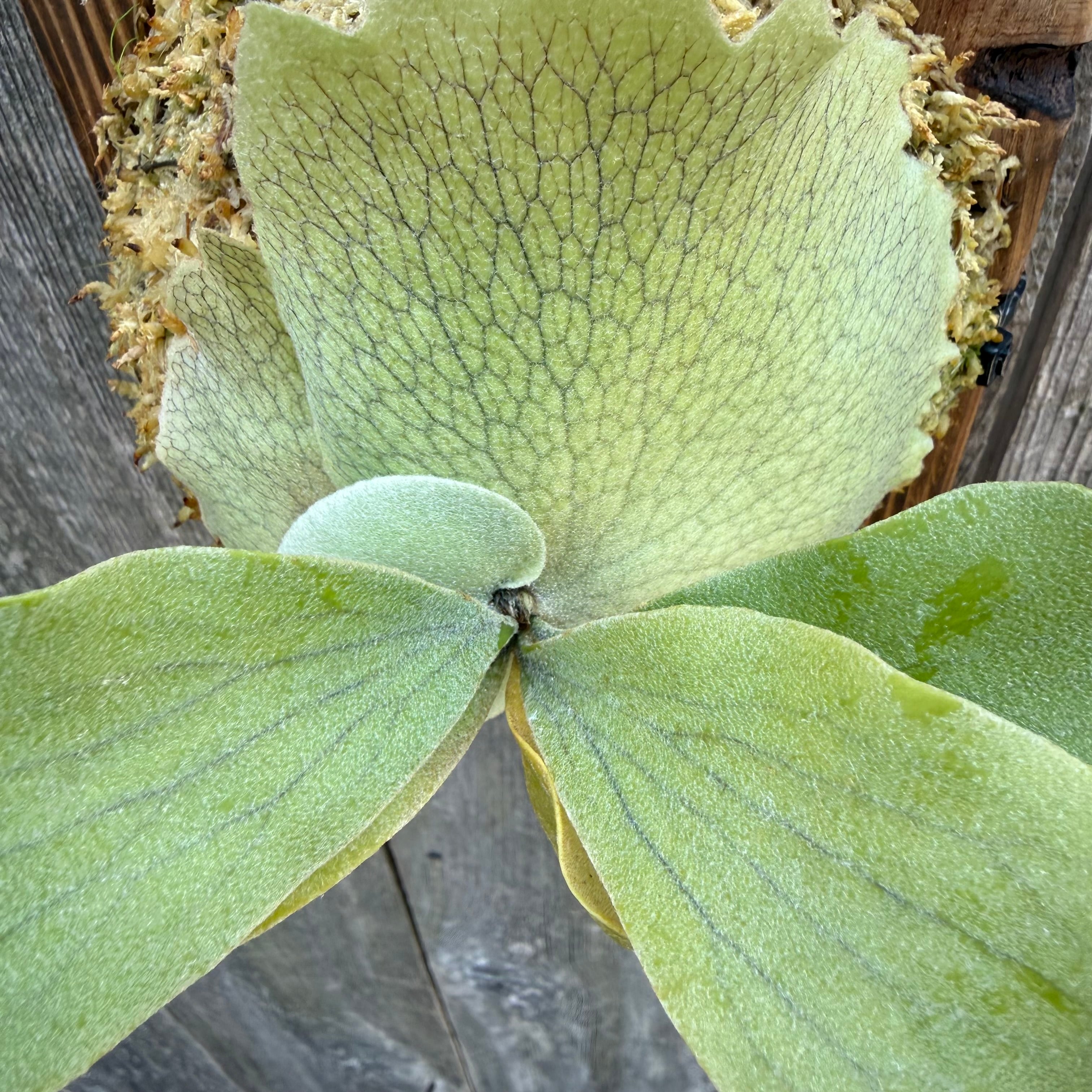 P.willinckii “O.M.G“,P.Elsa 12th oasis sporeling | naturefix