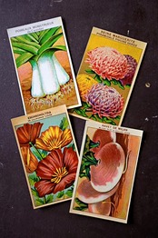 20s フランス 4set 膨満な花々と野菜たち 種子袋用ラベルu アンティーク