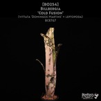 【送料無料】Billbergia 'Cold Fusion'〔ビルベルギア〕現品発送B0254