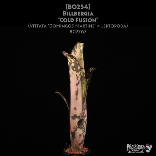 【送料無料】Billbergia 'Cold Fusion'〔ビルベルギア〕現品発送B0254