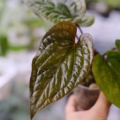 アンスリウム シリ / Anthurium Siri(A.radicans×A.dressieri)