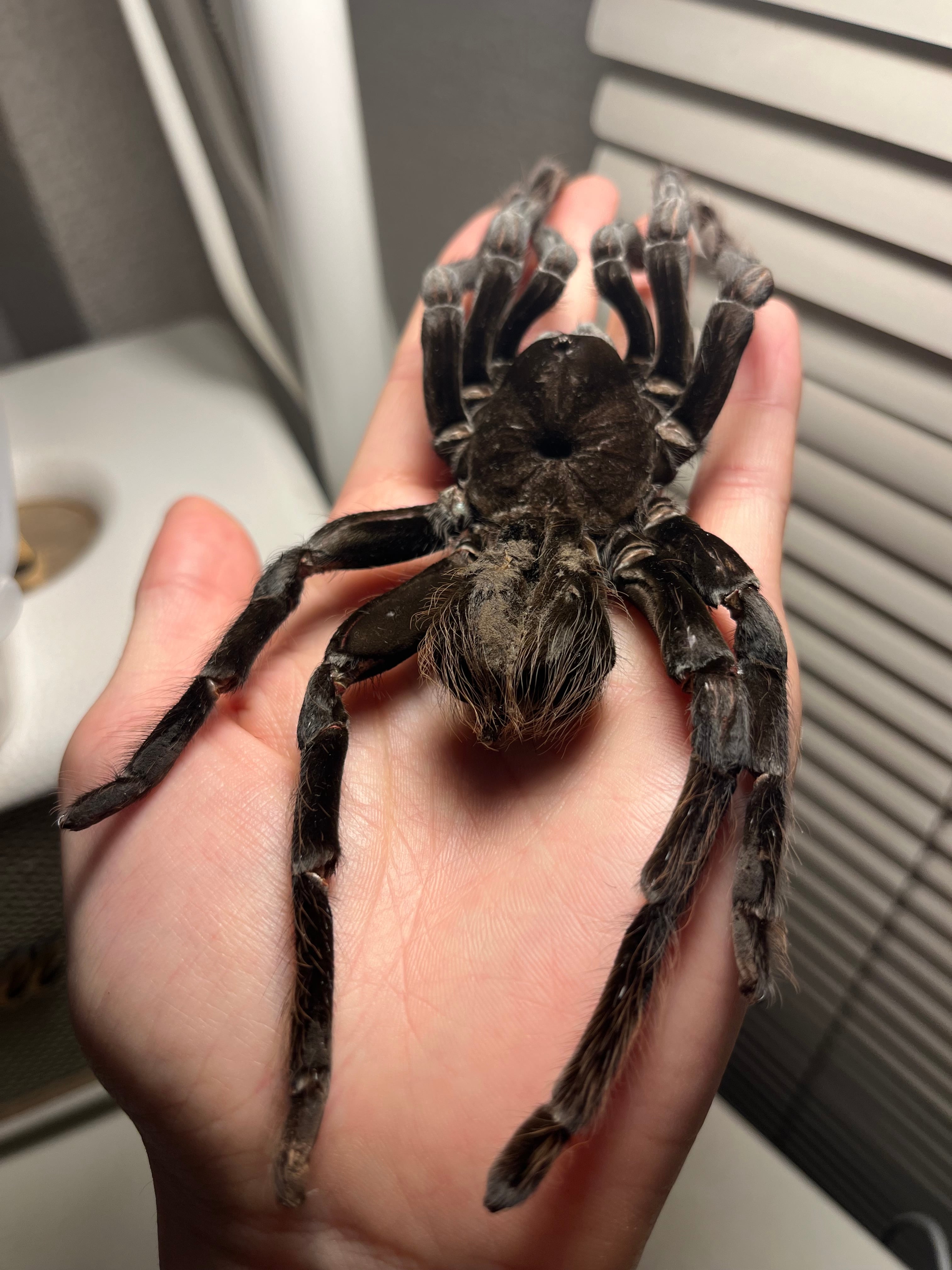特大標本】ボリビアンスティーリーブルータランチュラ LS18cm程ムカデ