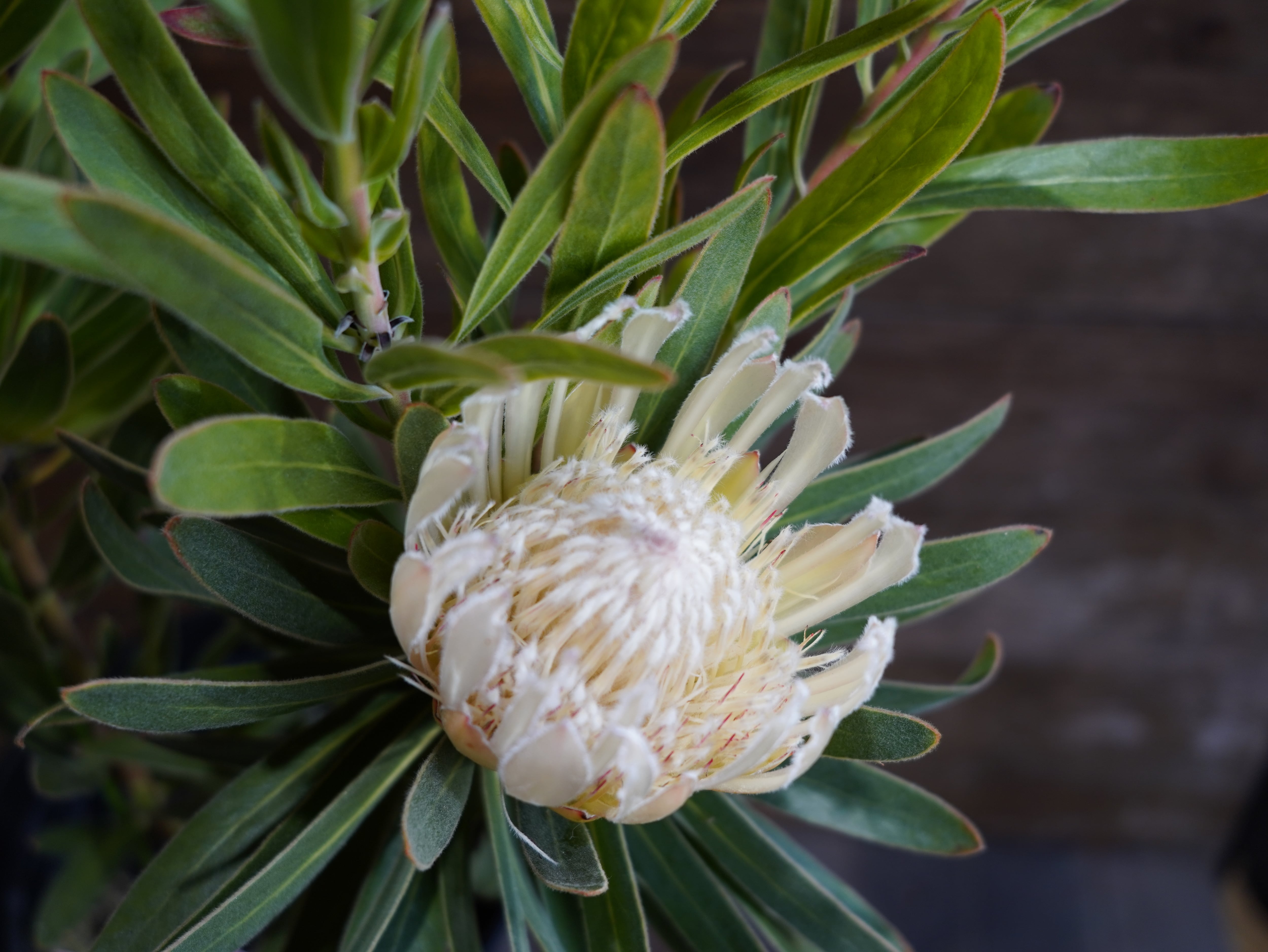 【現物】プロテア "オーストラリスアイス"