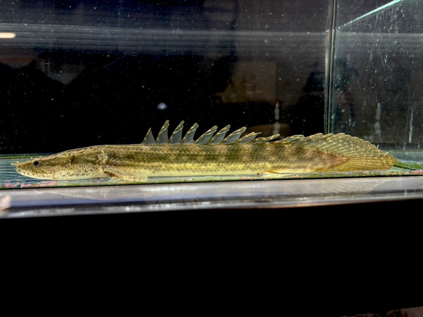ニューギニアダトニオ 25cm | AQUASTYLEG