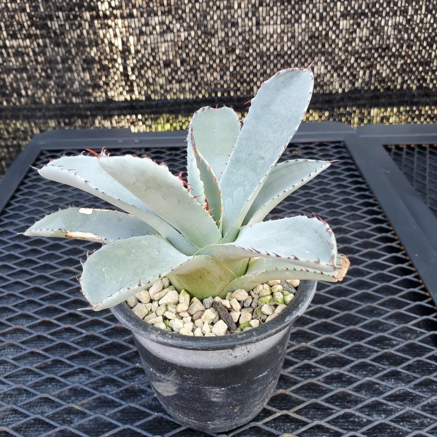 F00324_Agave parryi var. truncata：アガベ・パリー・トランカータ