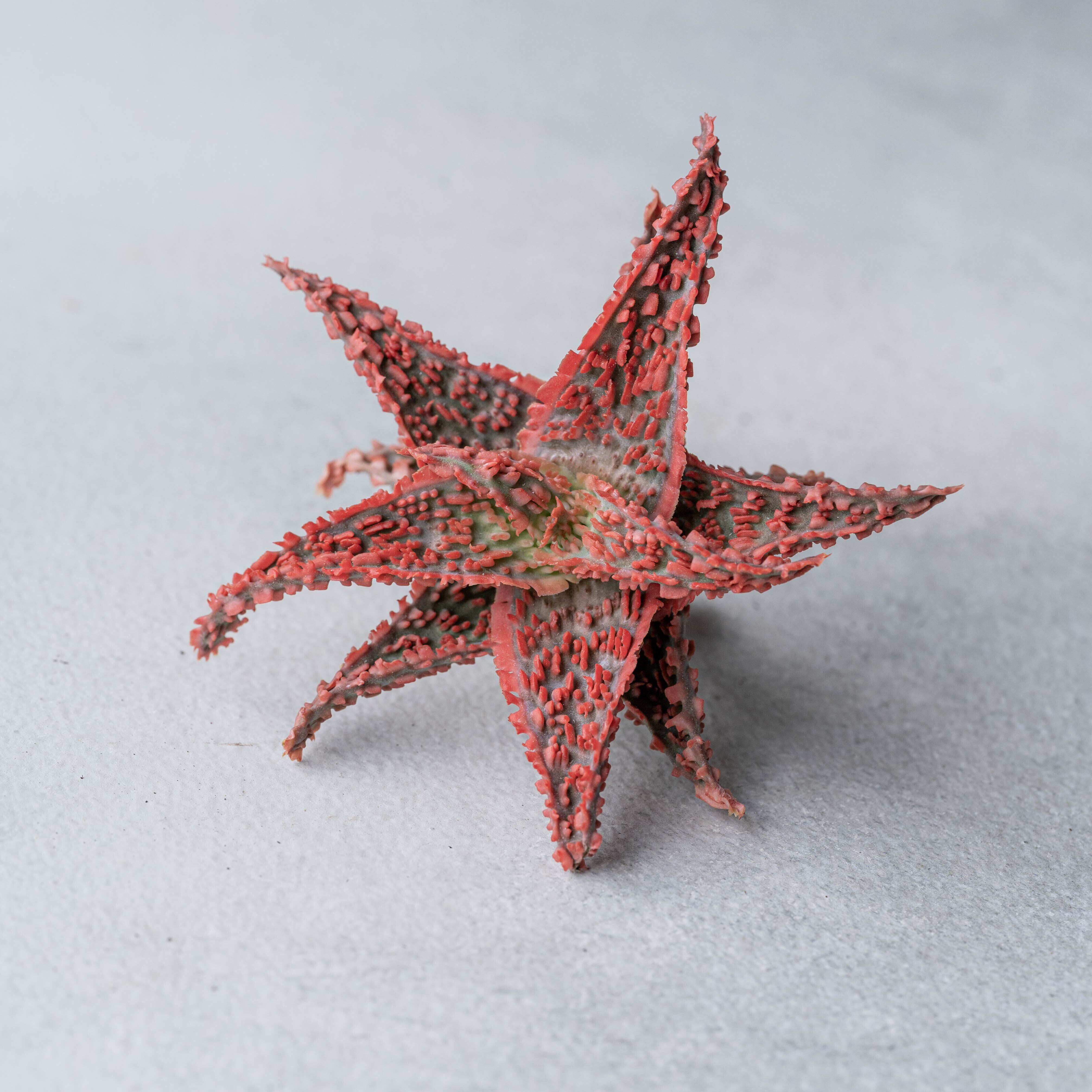 アロエ ハイブリッド -Aloe hybrid- No.25