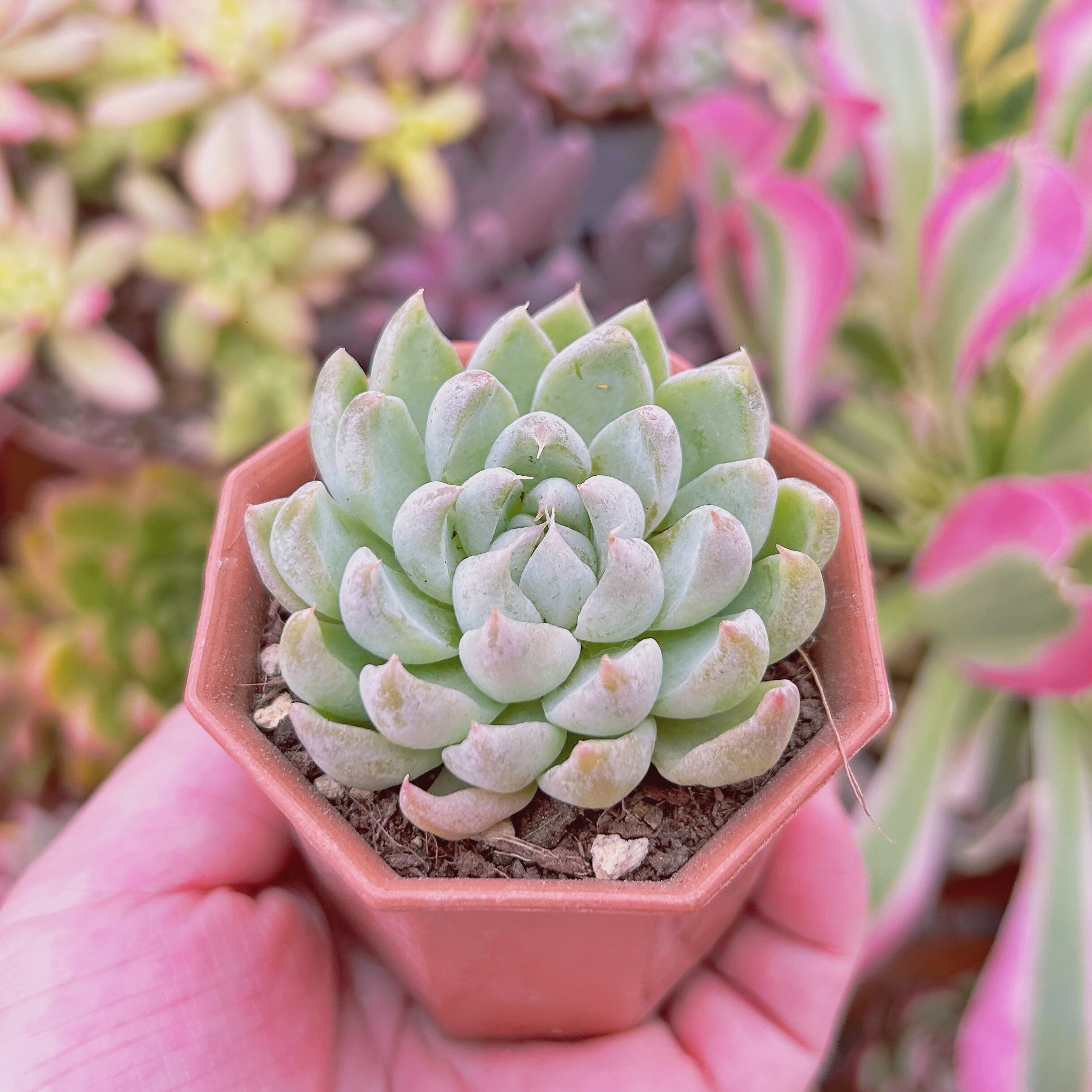多肉植物 Echeveria 新品種 魔爪 | るる農園~多肉植物専門