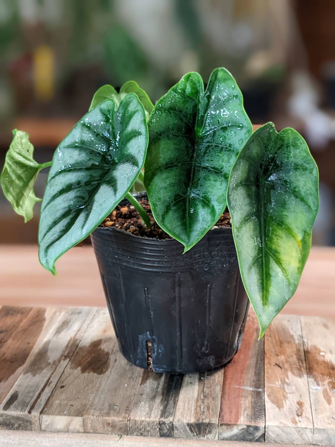 現品］【希少】2番 ドラセナ レモンサプライズ 8号 観葉植物 室内 黄