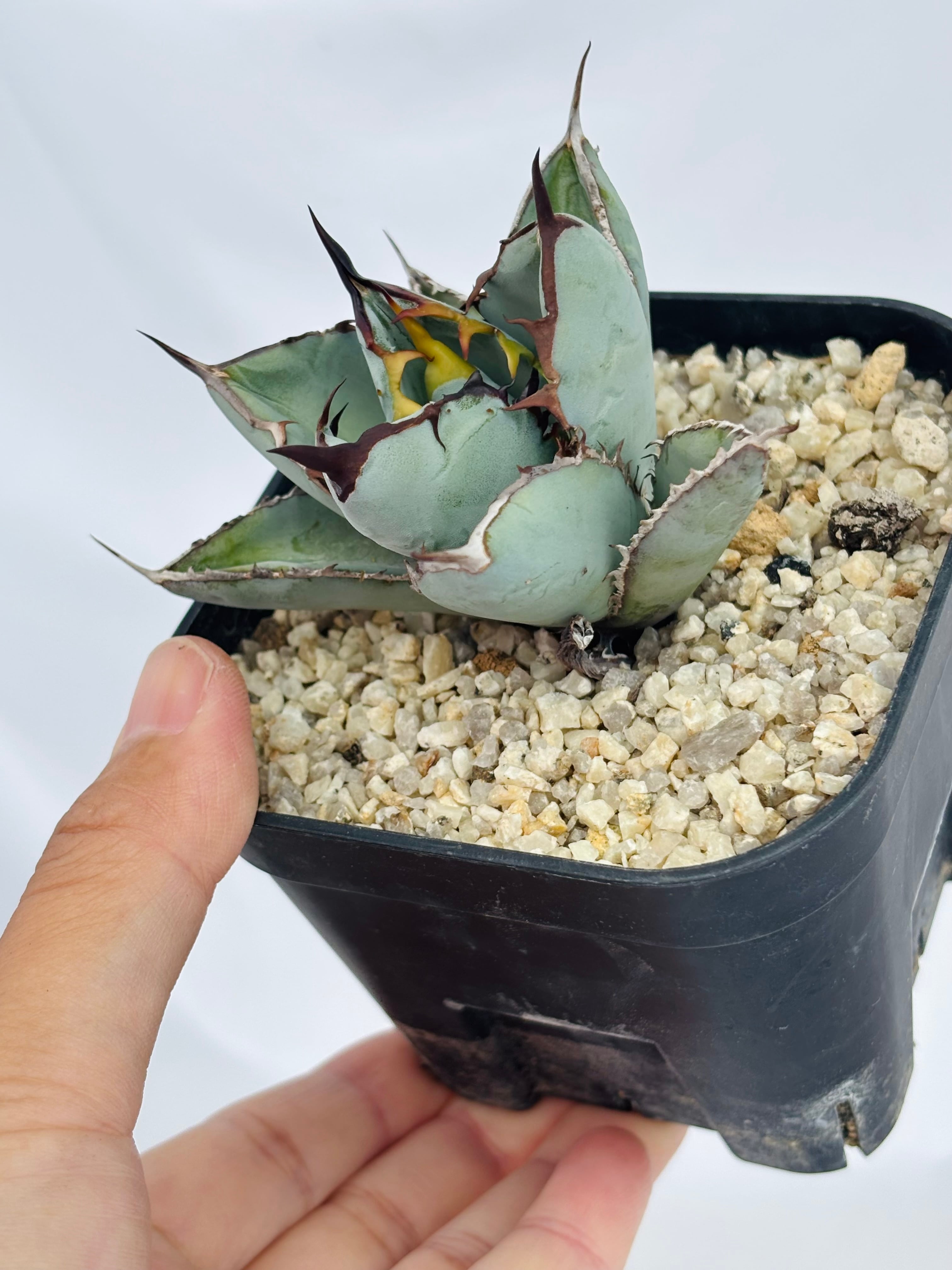 Agave titanota アガベ チタノタ BB ブラックアンドブルー 多肉植物