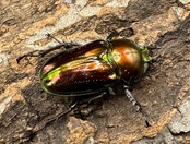 《ニジイロクワガタ 59mm ペア》