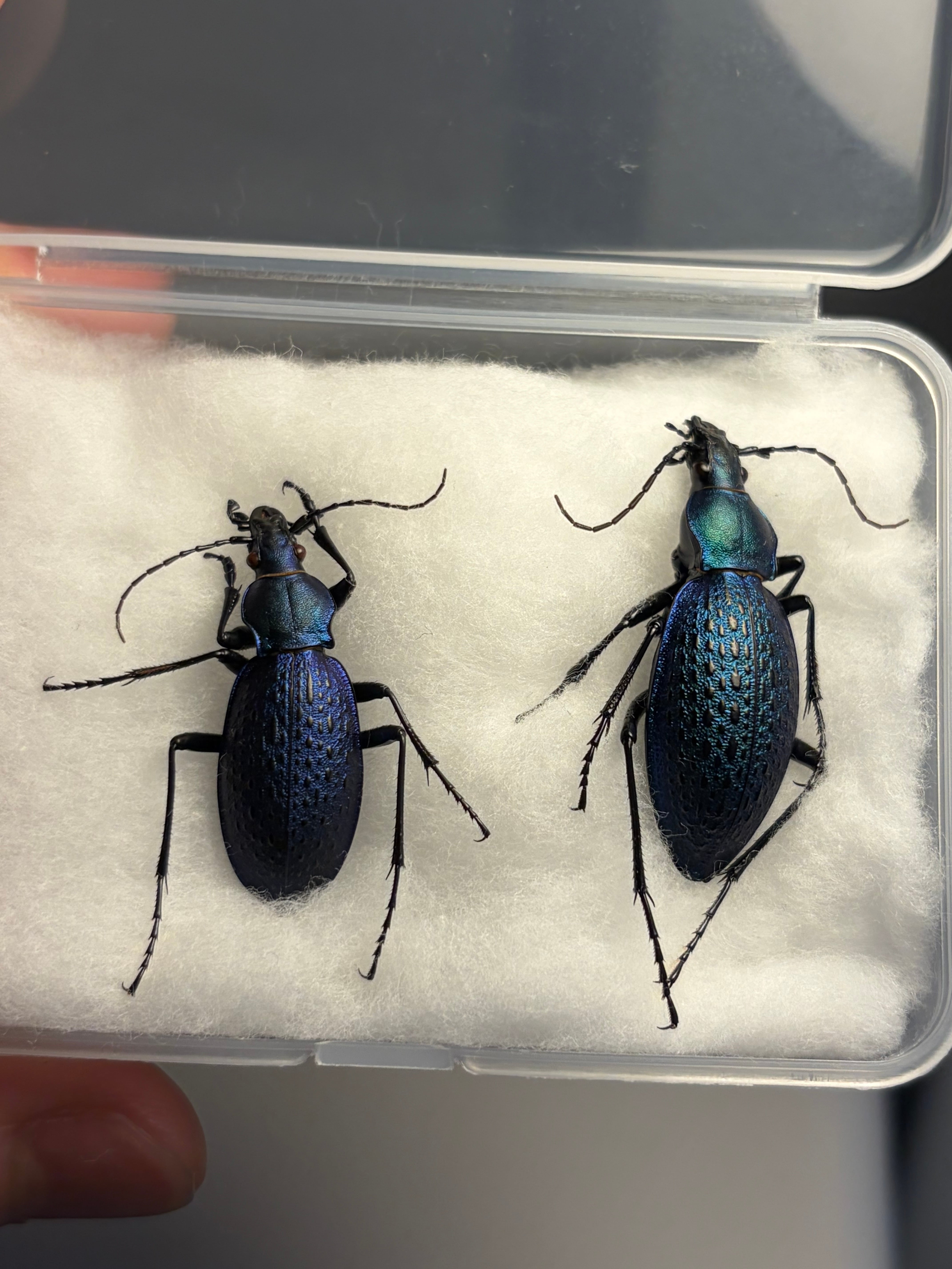 ブラジルのシギゾウムシ 標本カミキリ昆虫ゼリー標本甲虫フンチュウフンコロガシ ブラジルのシギゾウムシ 標本カミキリ昆虫ゼリー標本甲虫フンチュウ