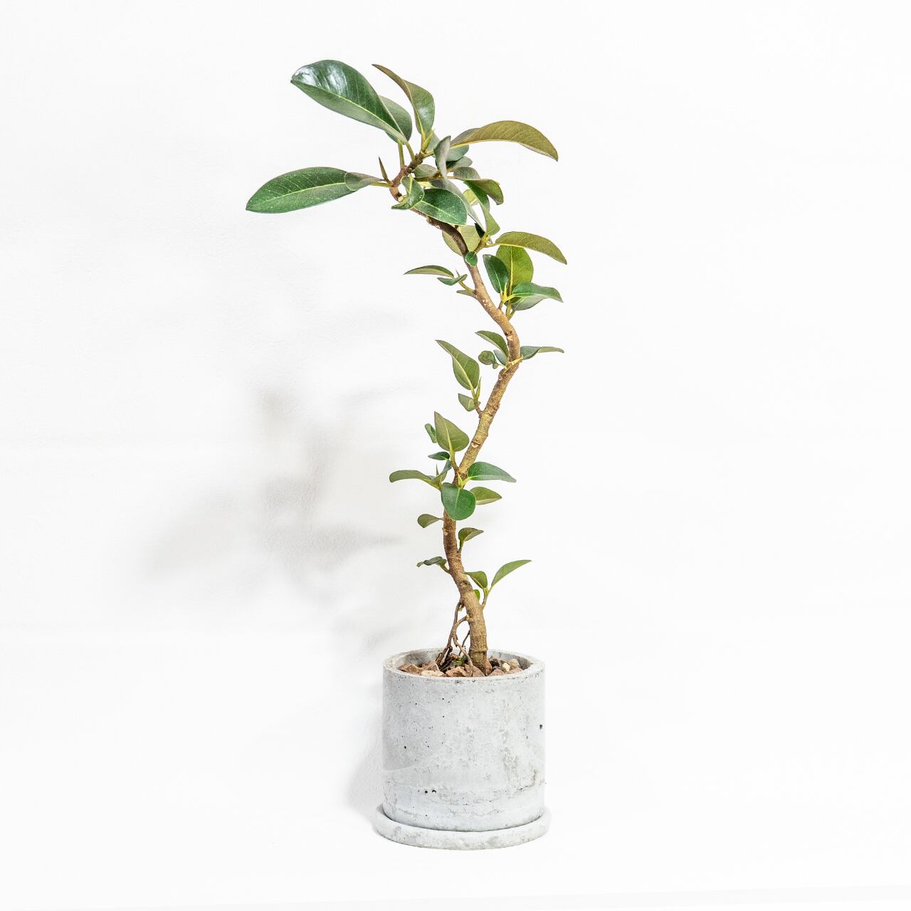 フランスゴムの木 自然の曲線美を楽しむ枝ぶり 無機質な鉢と調和した一鉢