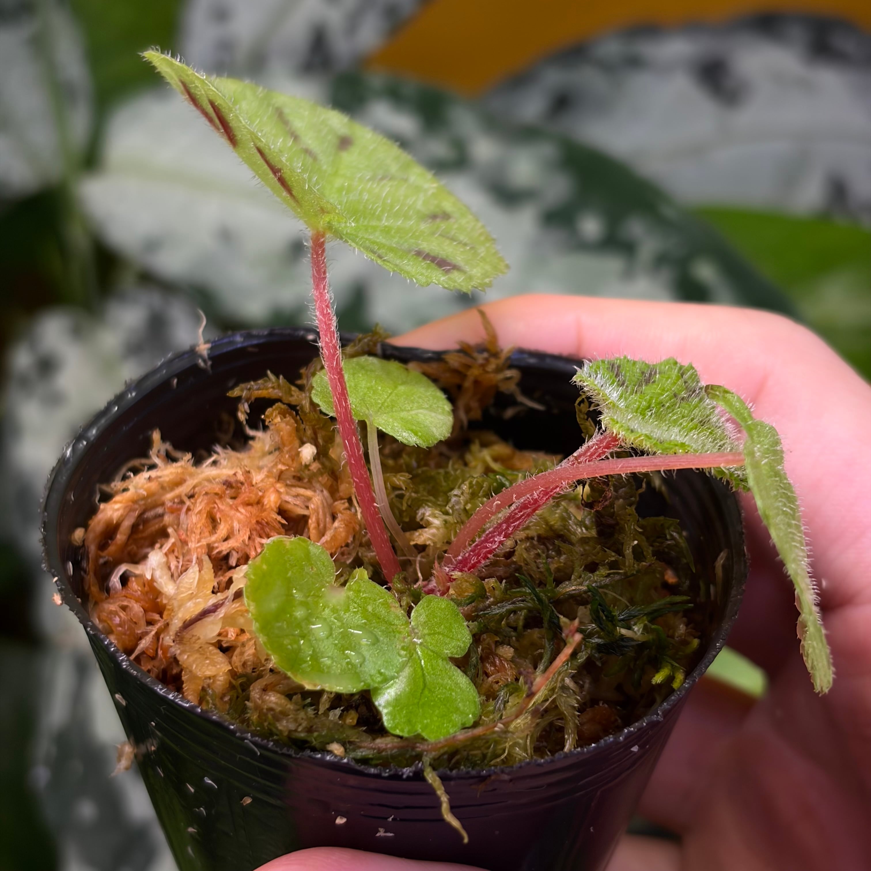 Begonia murina Thailand 緑葉タイプ 原種ベゴニア ムリナ | 熱帯雨林