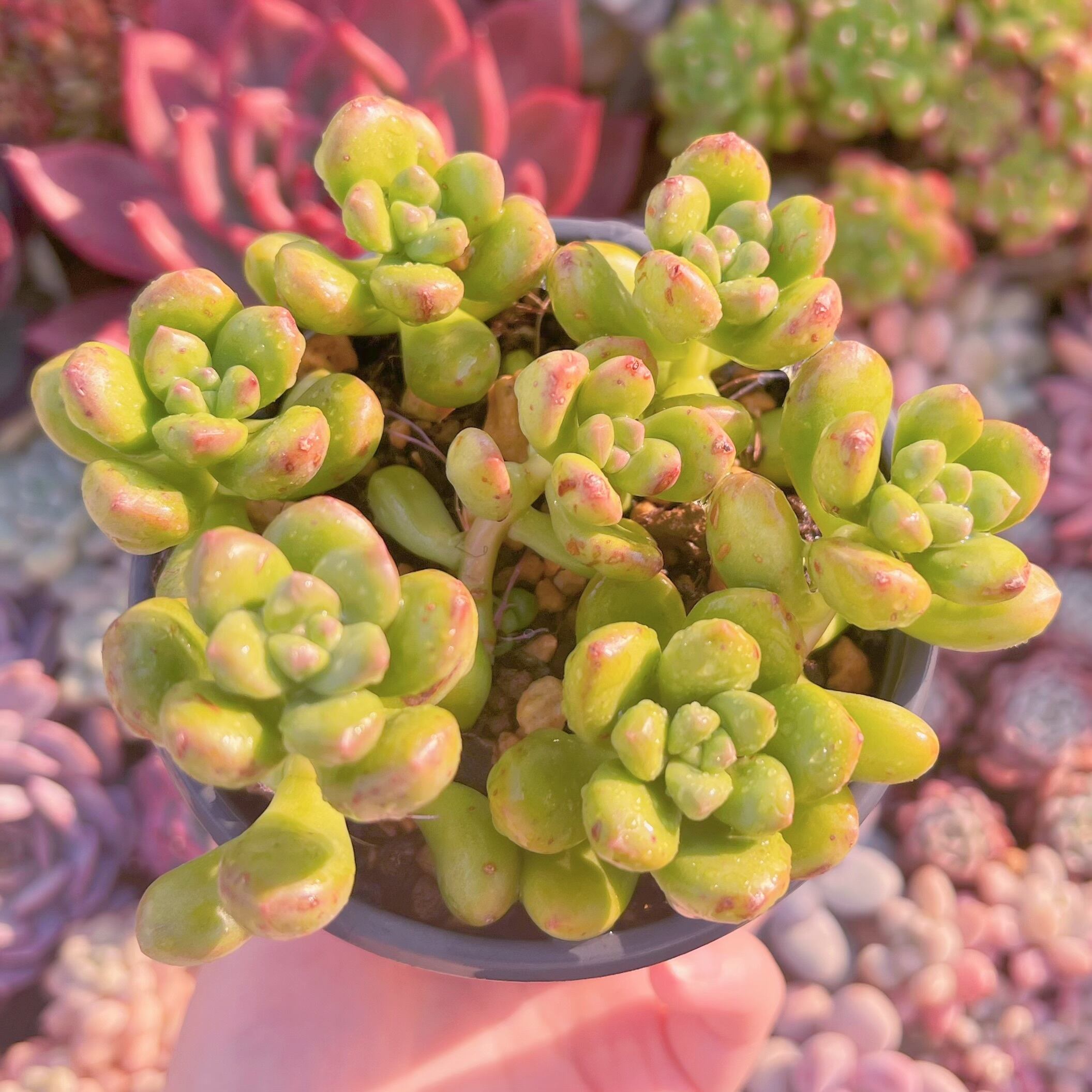 現品　丸葉松の緑#2199   るる農園