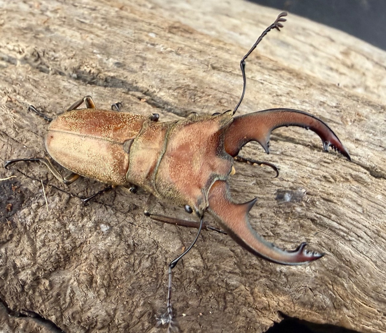 【WD】《スズムラホソアカ ロハス産 38.5mm ペア》