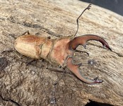 【WD】《スズムラホソアカ ロハス産 38.5mm ペア》