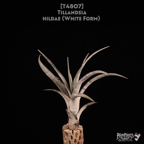 【reserved】hildae (White Form)〔エアプランツ〕現品発送T4807