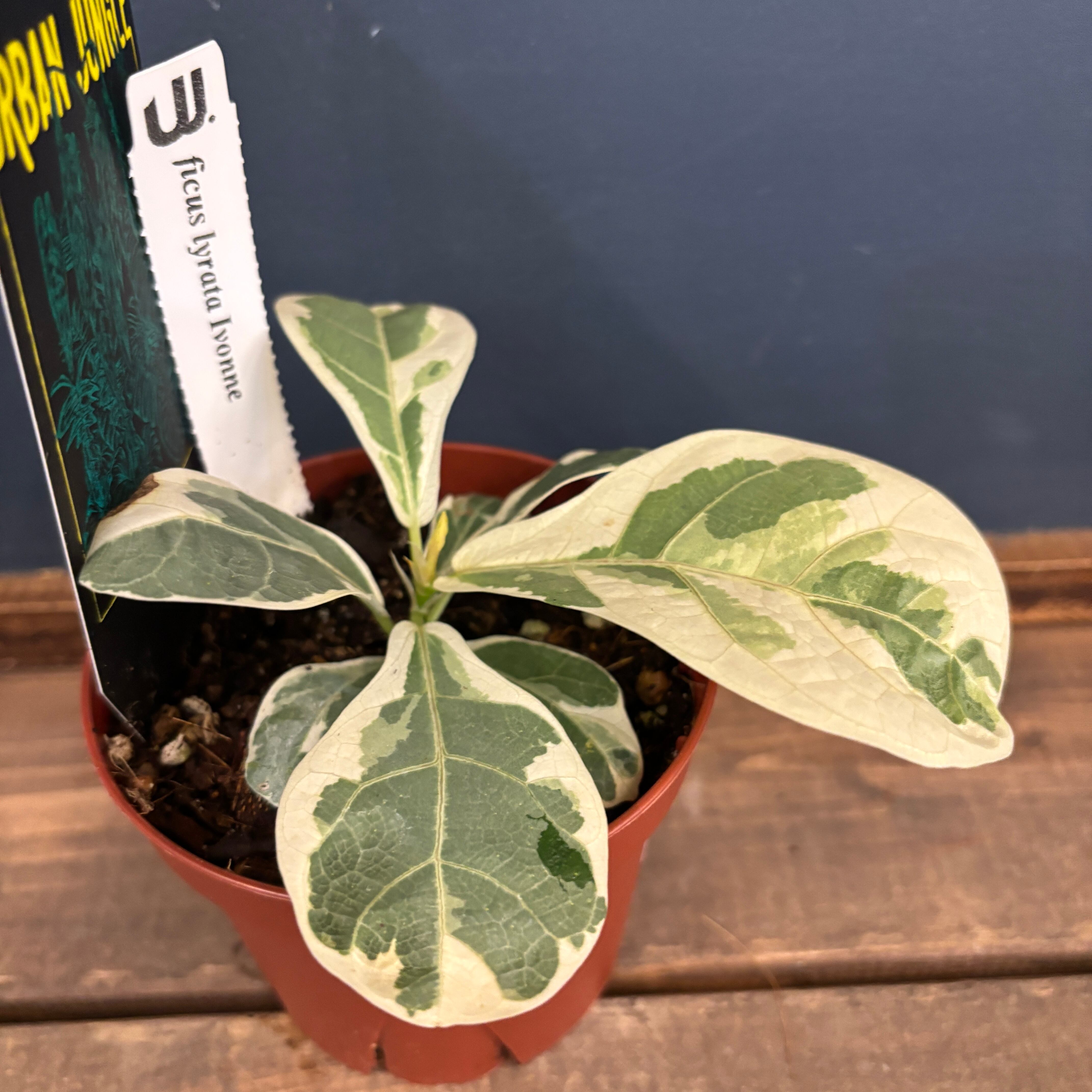 フィカス『イヴォンヌ』カット苗