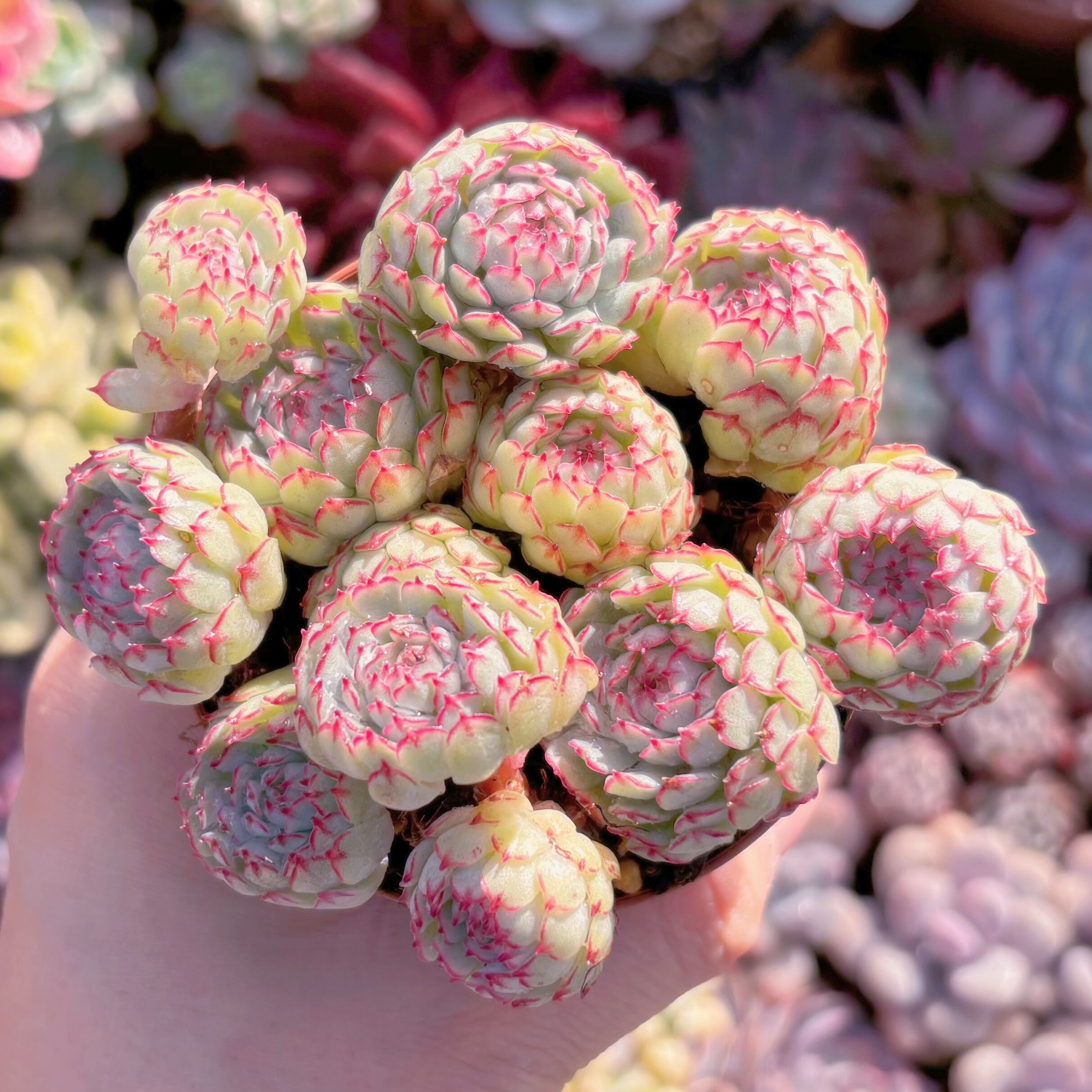 現品　グロブローサx静夜#522   るる農園