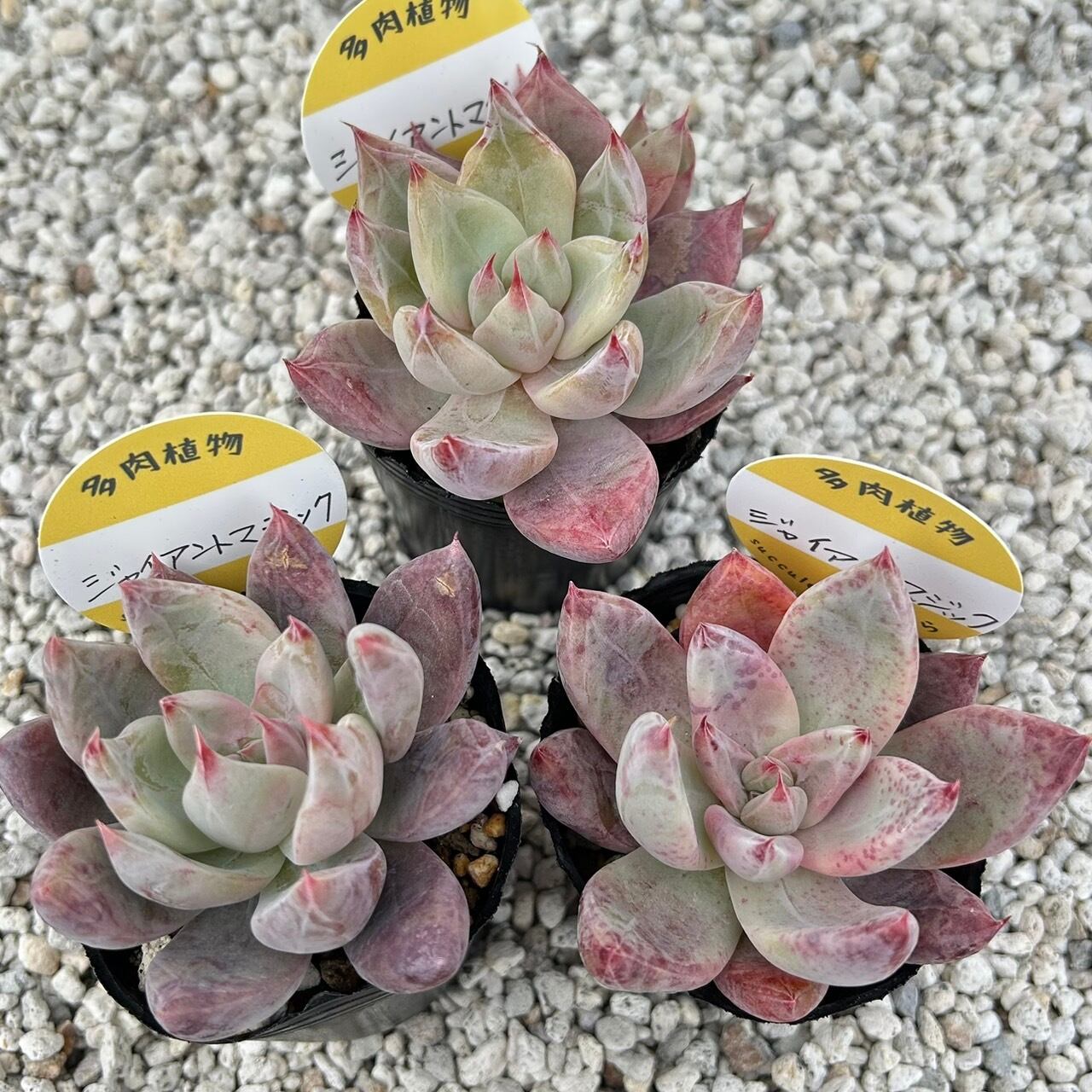 ジャイアントマジック 2寸苗 多肉植物 | Succulent 花うらら
