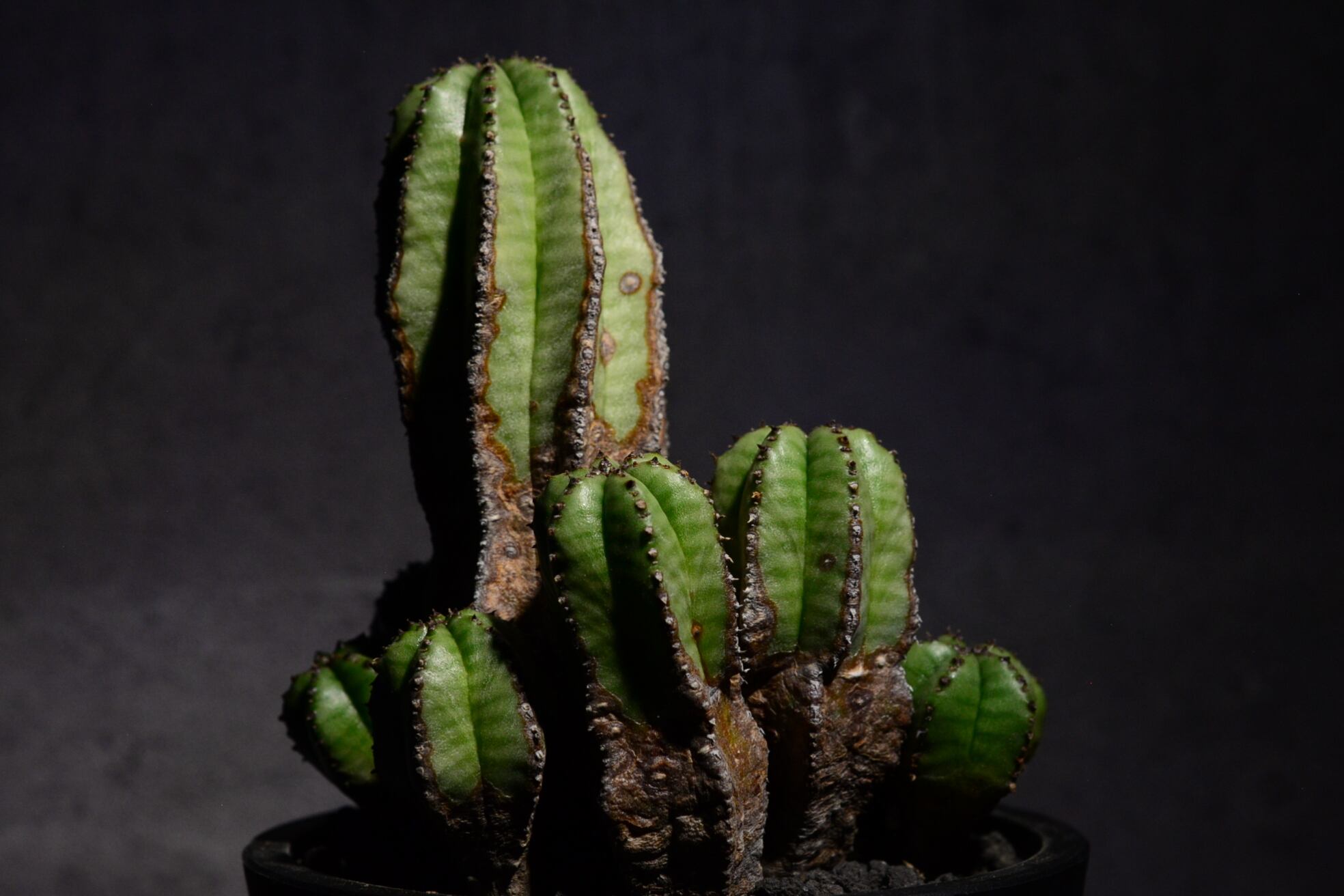 ユーフォルビア アノプリア | N collect plants