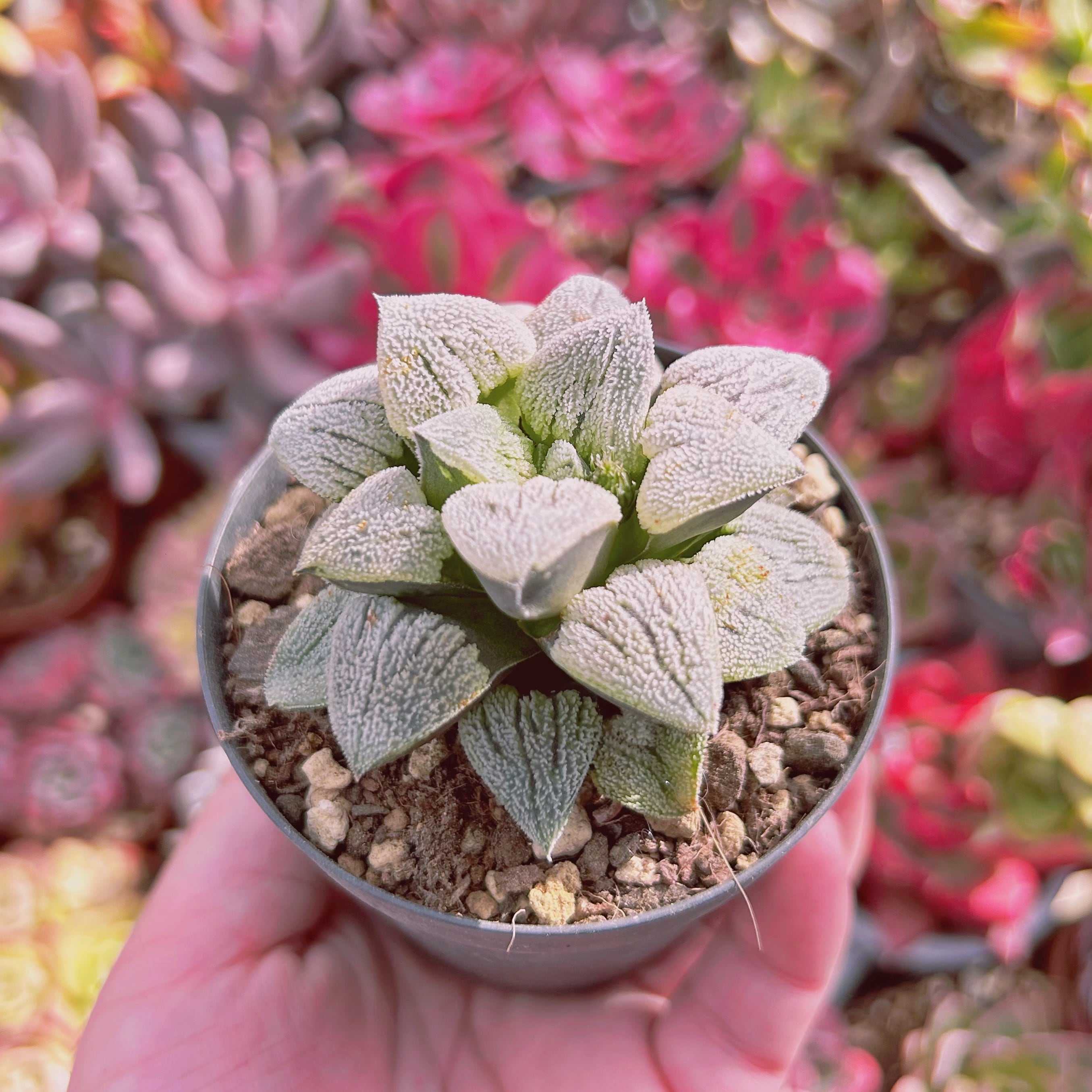 多肉植物 Haworthia 雪の里 | るる農園~多肉植物専門