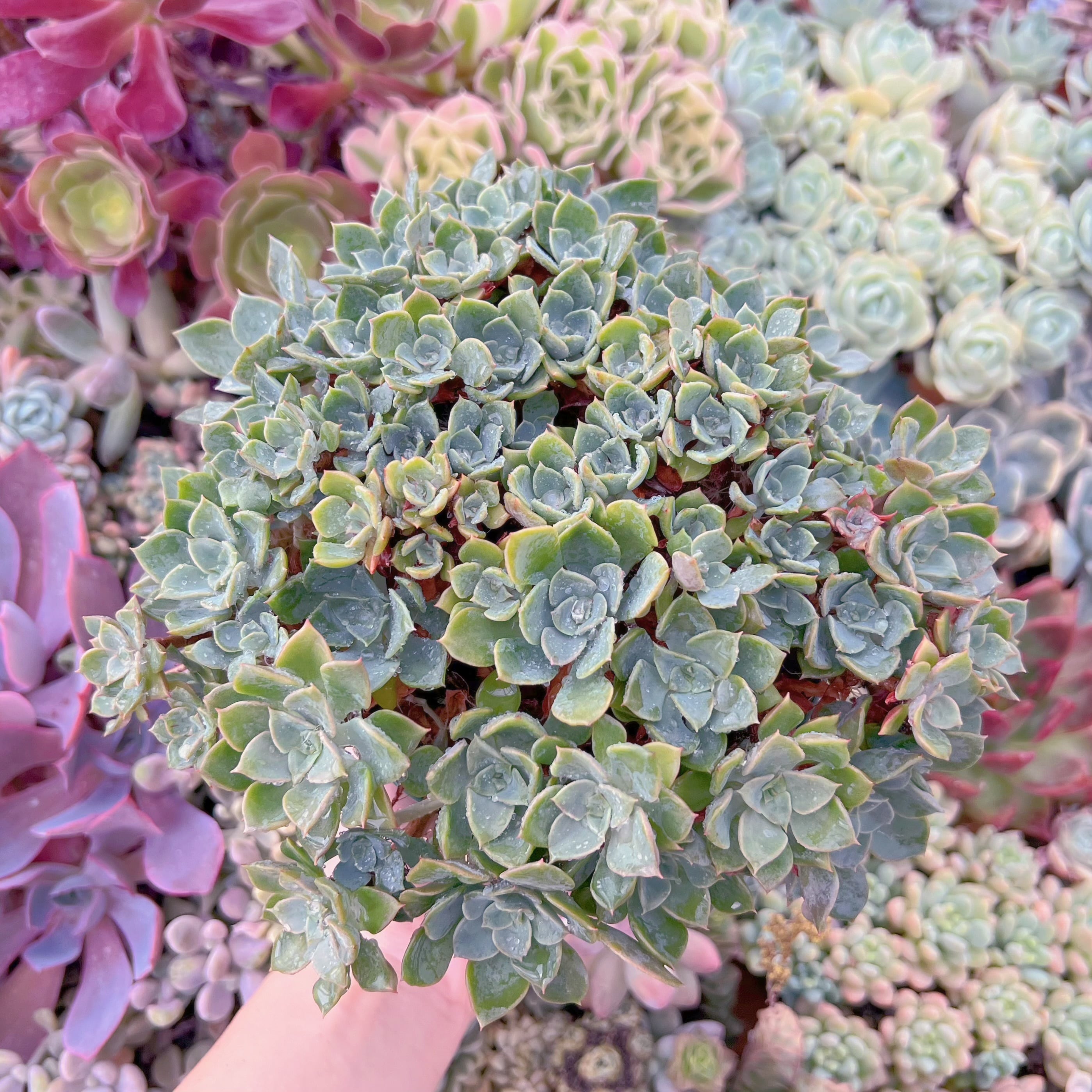 現品　ノーブル#289　古株　大群生　るる農園