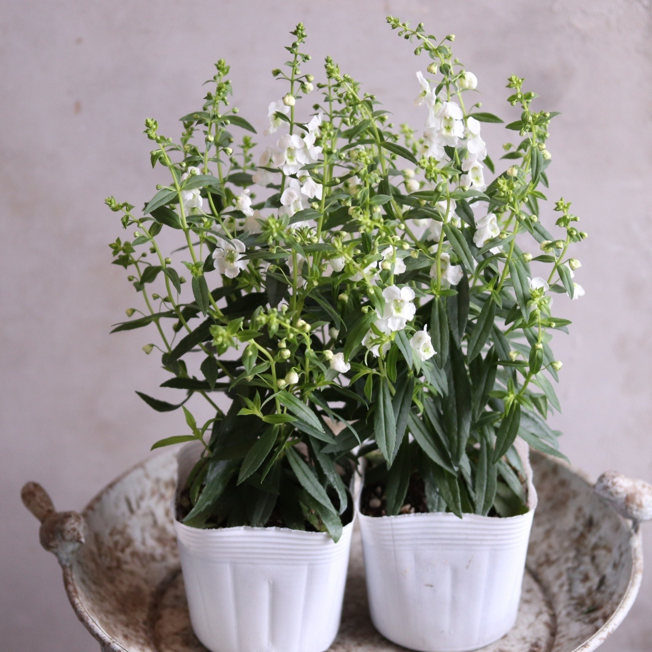 mondimanche 夏のお花　アンゲロニア　セレニータ　ホワイト｜暑さに強い　夏から冬まで途切れずお花がさく夏の寄せ植えにオススメ