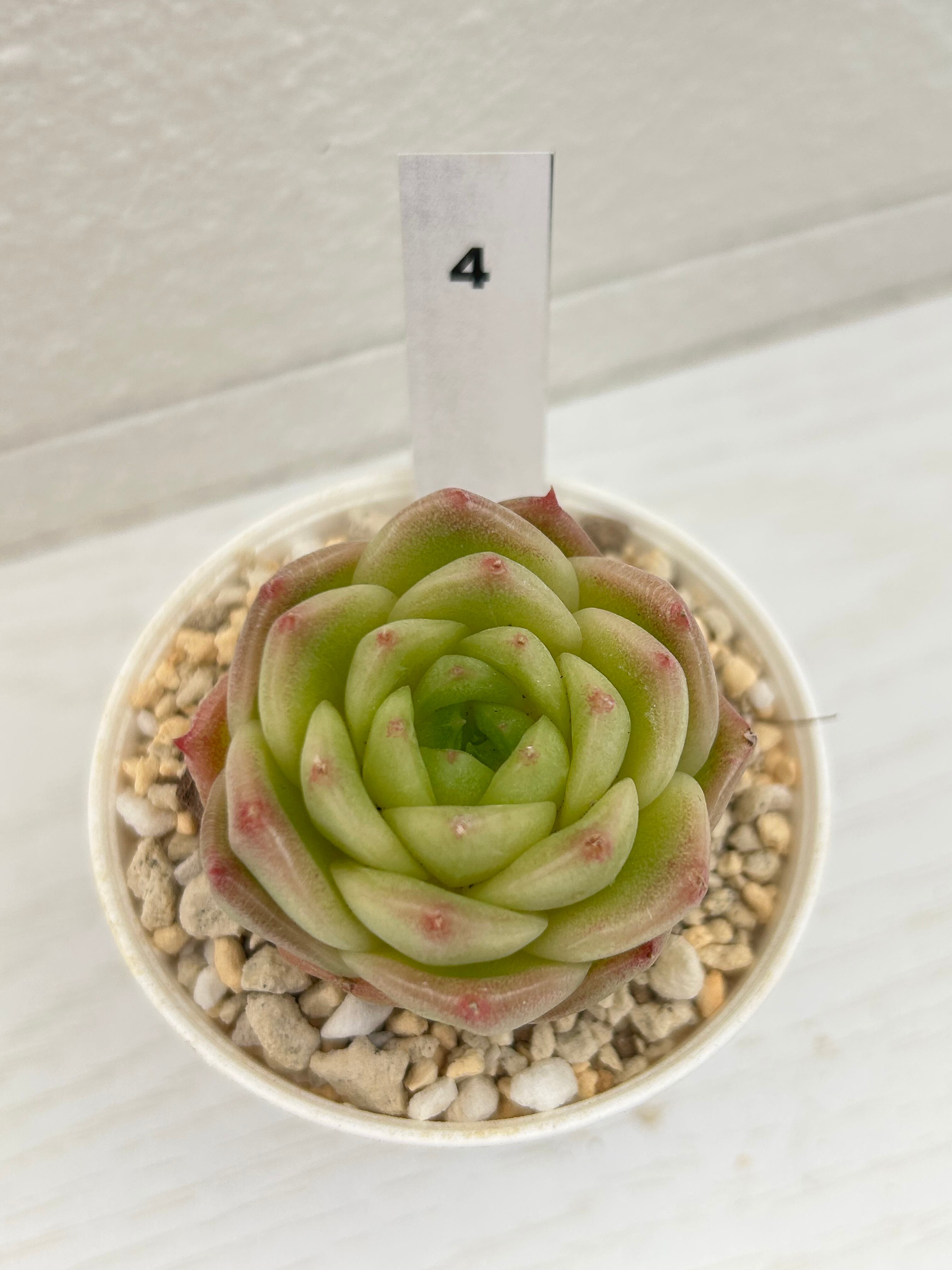 輸入苗 ☆アメイジンググレイス × ブルードラゴン No.4