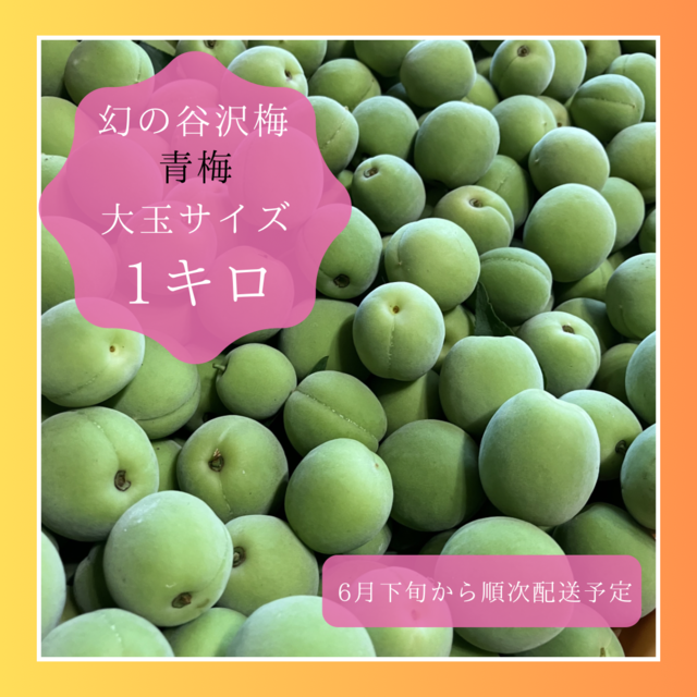 食品 山形県産 幻の谷沢梅 10キロ 追熟梅 青梅 梅干し 梅仕事 梅酒