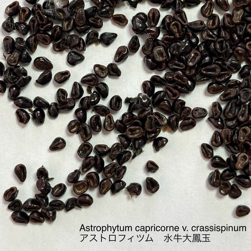 【種子】Astrophytum capricorne v. crassispinum　アストロフィツム　水牛大鳳玉　サボテン