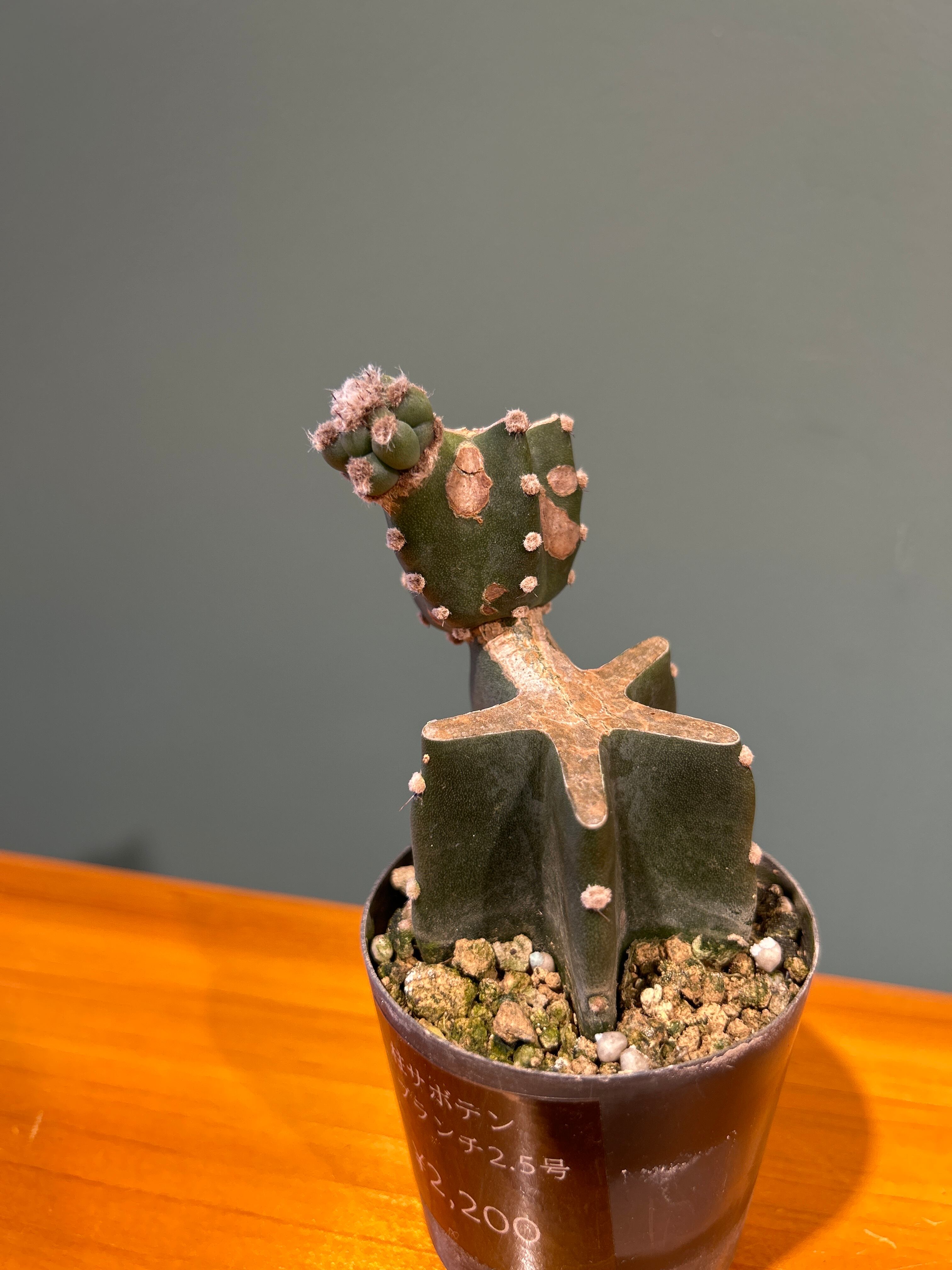 柱サボテン ブランチ2.5号 | 植物との暮らし apricot