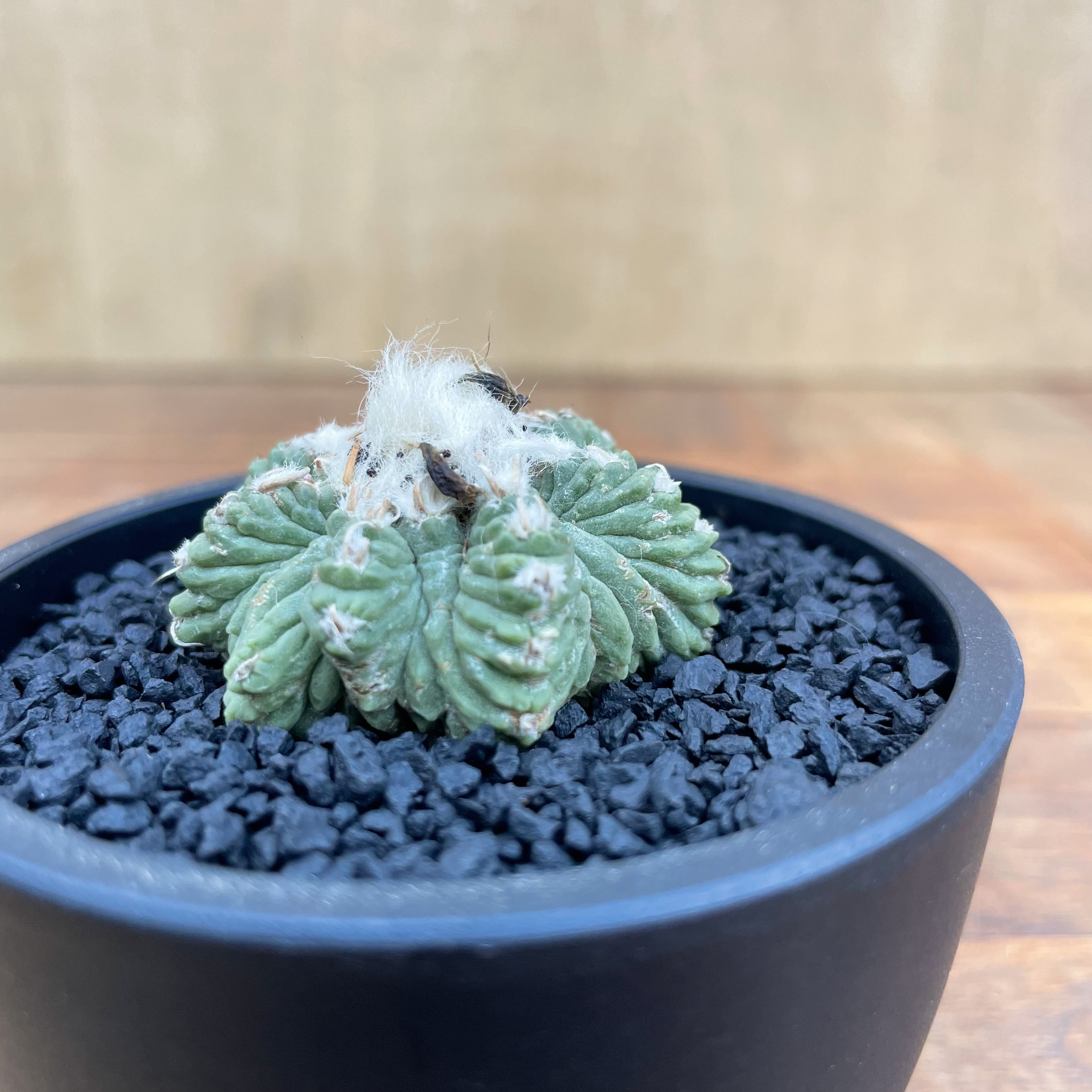 Aztekium ritteri【アズテキウム・花籠・実生】 | RIMO'S GREEN