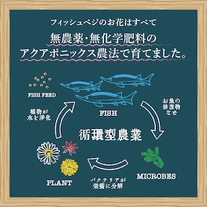 【食べられるお花】エディブルフラワー　化学肥料/農薬不使用の安心して食べられるお花