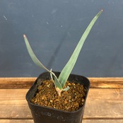 ウェルウィッチア　ミラビリス　奇想天外【92】