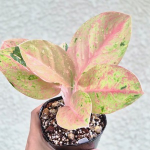 ⑪《Aglaonema Kamlai Thong》アグラオネマ カムライトーン　観葉植物 ／ レッドリーフ／ポット発送