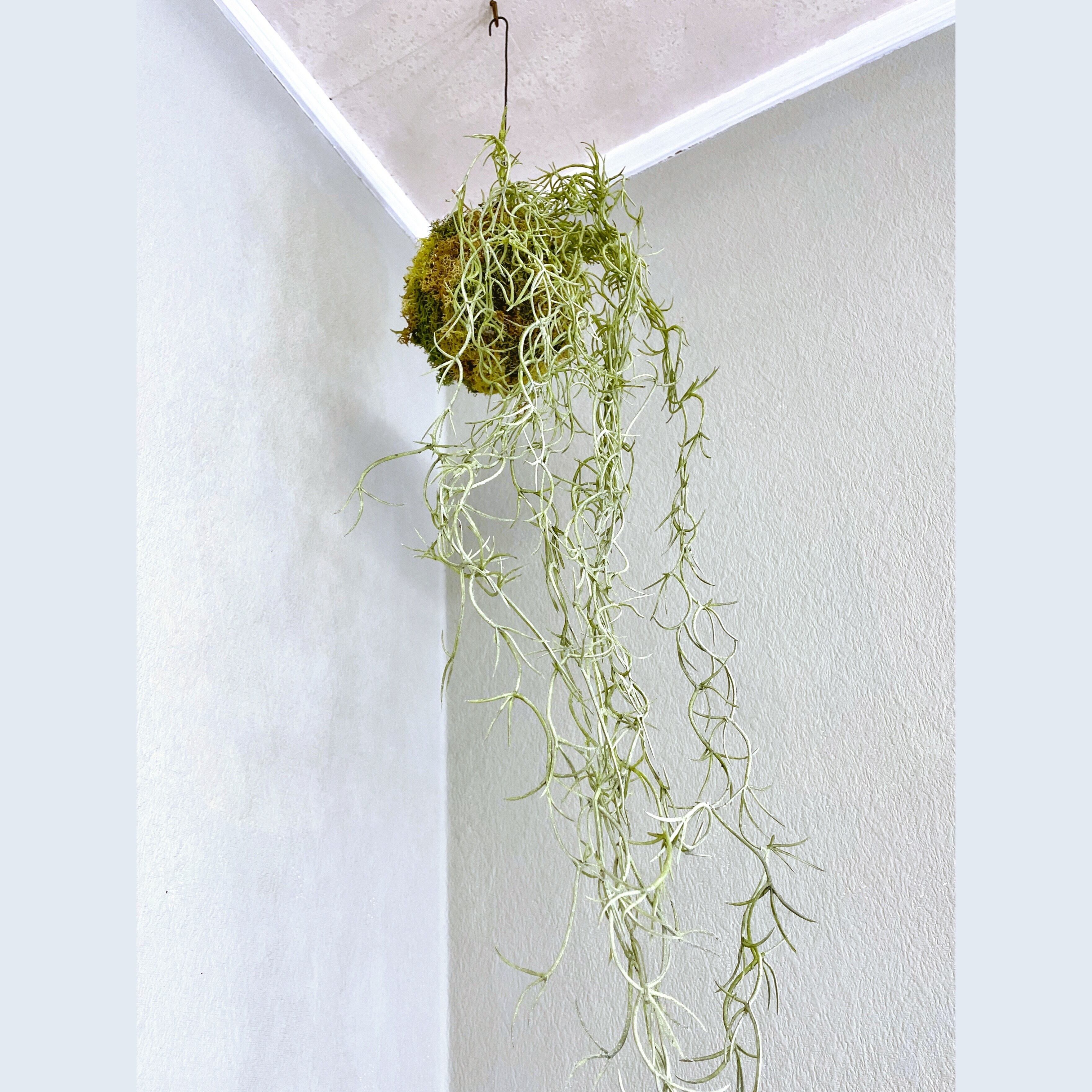 ❁Botanical collection❁ハンギングモスボール チランジア【30618