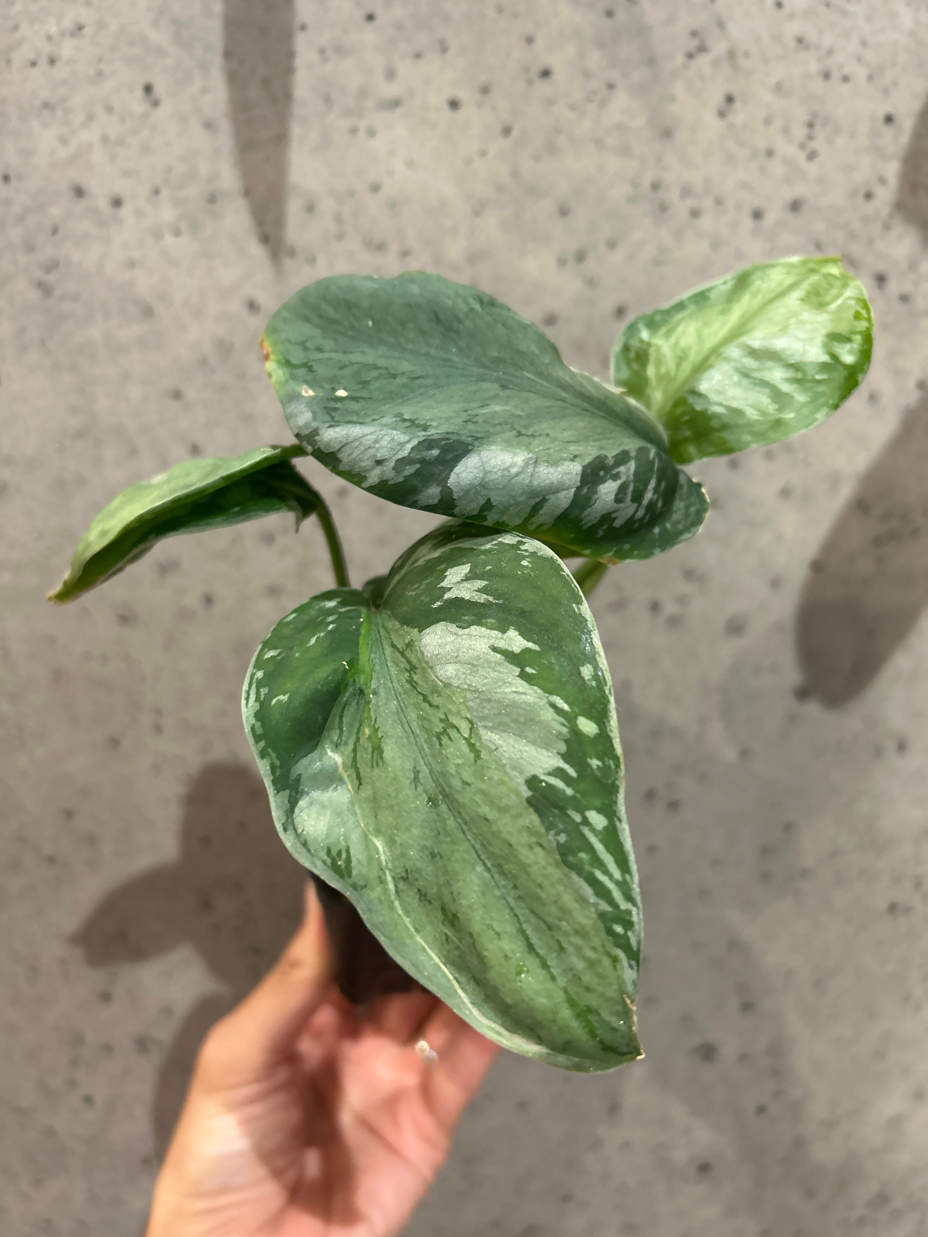 O-5 スキンダプサス スパイダー | MIDORIYA 観葉植物専門店