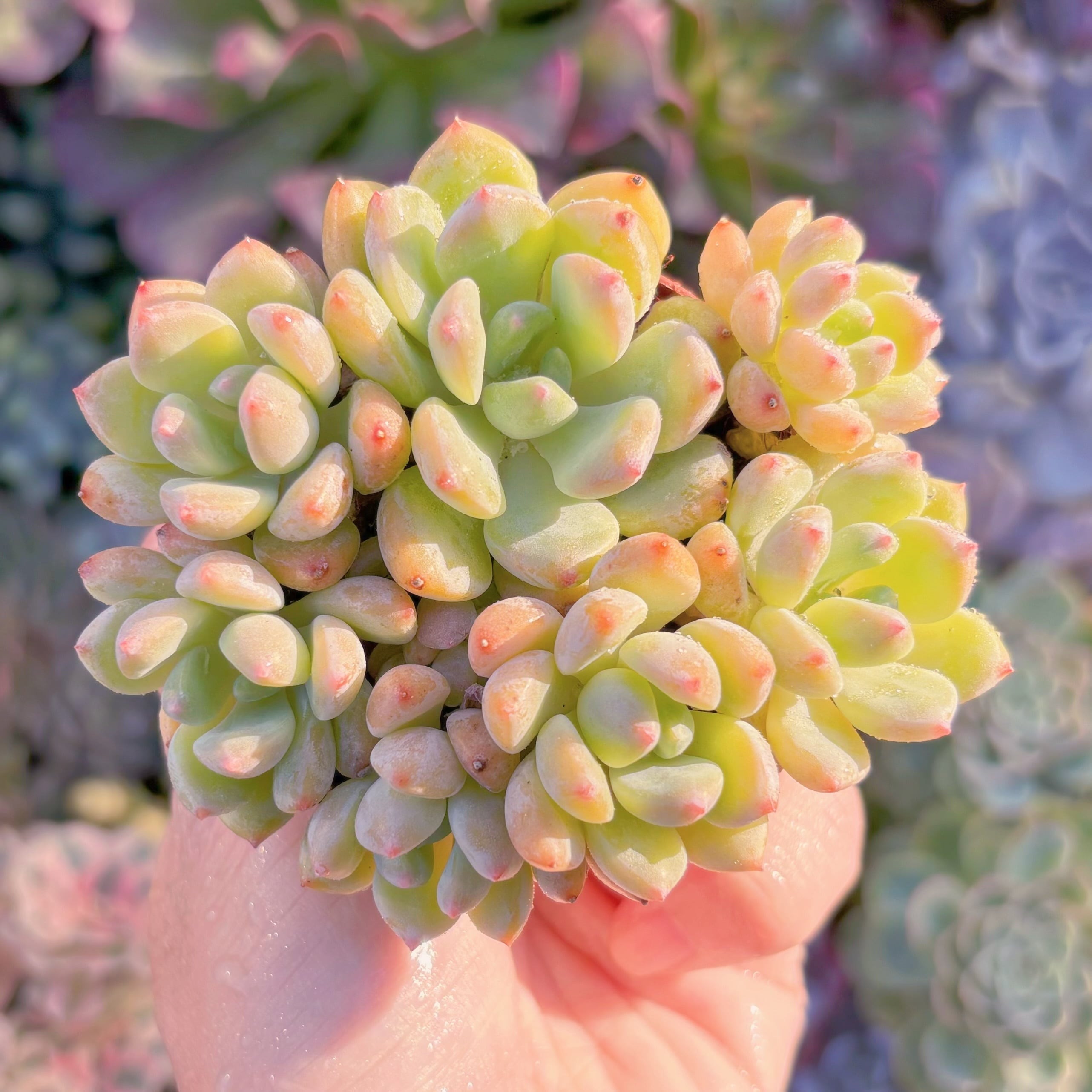 現品　玉環#A015　群生　るる農園