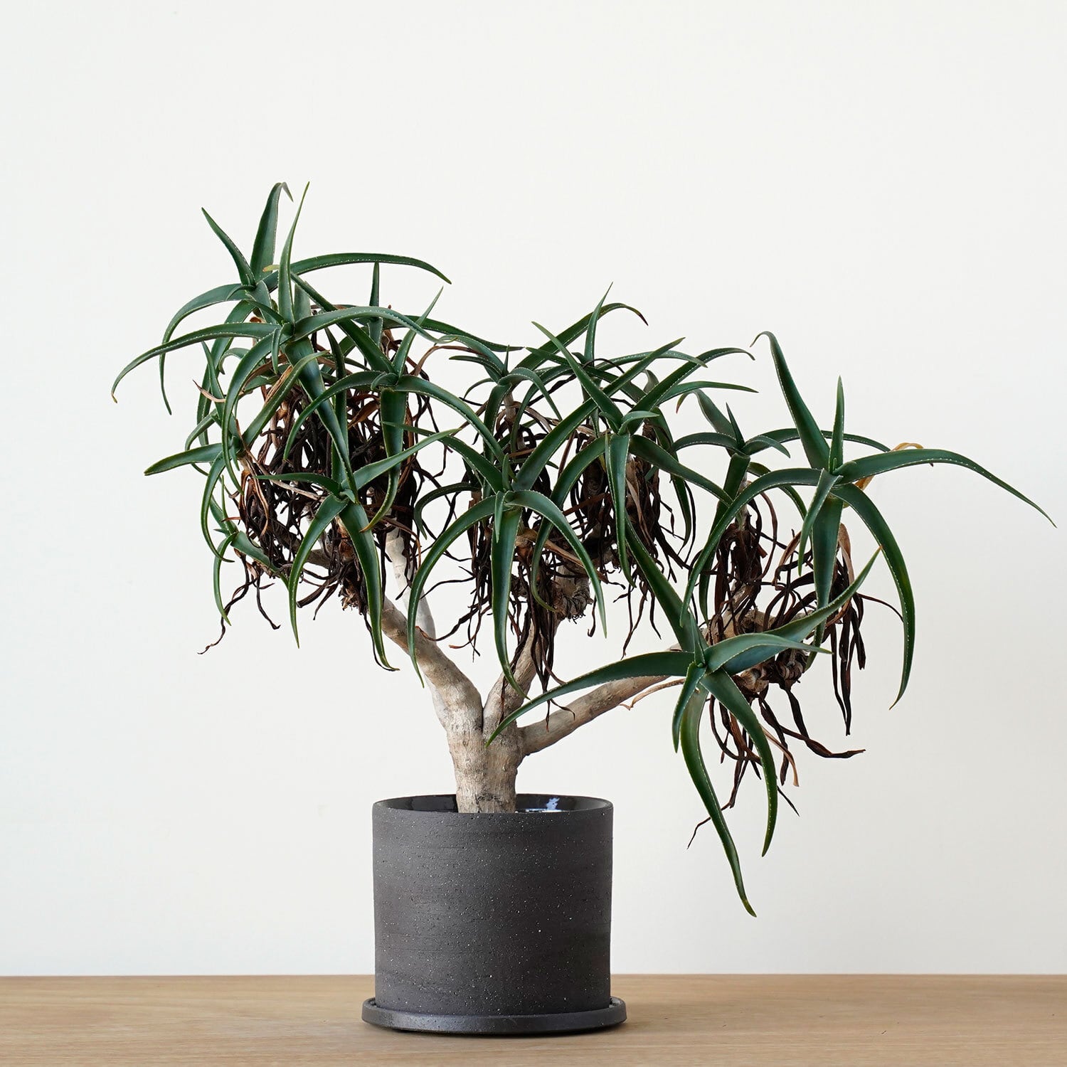 SPECIAL | AYANAS（アヤナス）｜観葉植物のセレクトショップ・通販